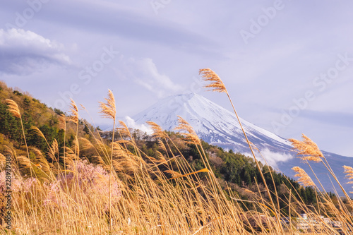 the flower and grass with fuji mountain at Oishi Park, Kawaguchiko, yamanachi, japan photo