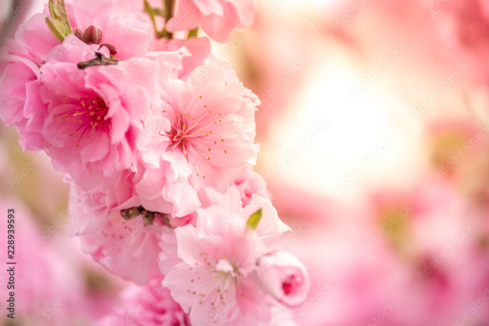 Obraz premium Beautiful cherry blossom or sakura in spring time over sky. Kawakuchiko, Japan.