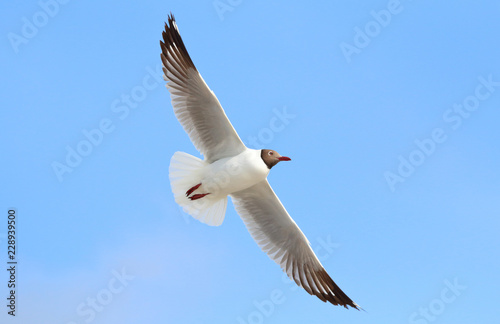 Seagull flying in the blue sky. © Passakorn