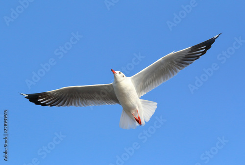 Seagull flying in the blue sky.