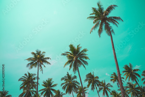 Coconut palm tree with blue sky sunny day - Travel summer beach holiday concept