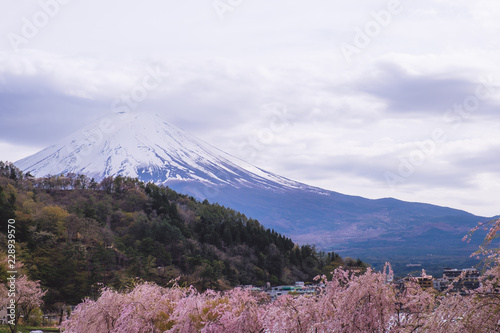 the flower and grass with fuji mountain at Oishi Park, Kawaguchiko, yamanachi, japan photo