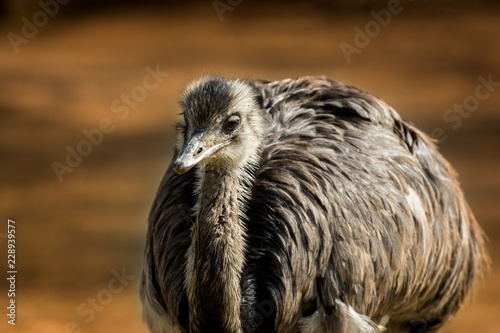Brown emu photography