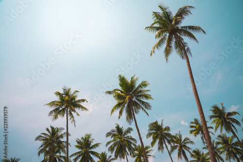Coconut palm trees in sunny day - Tropical aloha summer beach holiday vacation concept, Color fun tone
