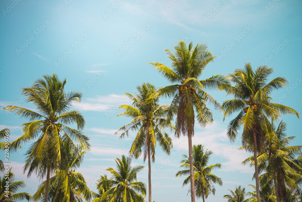 Coconut palm trees in sunny day - Tropical aloha summer beach holiday vacation concept Coconut palm trees in sunny day - Tropical aloha summer beach holiday vacation concept