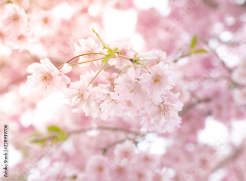 Beautiful cherry blossom or sakura in spring time over sky. Kawakuchiko, Japan. photo