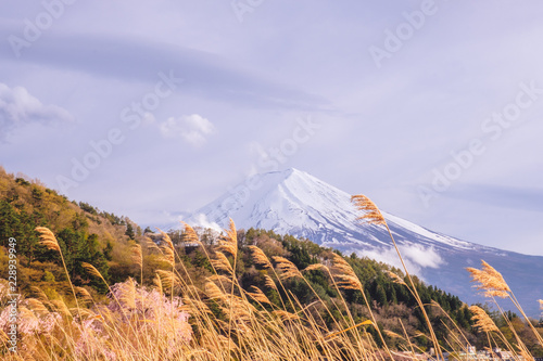 the flower and grass with fuji mountain at Oishi Park, Kawaguchiko, yamanachi, japan photo