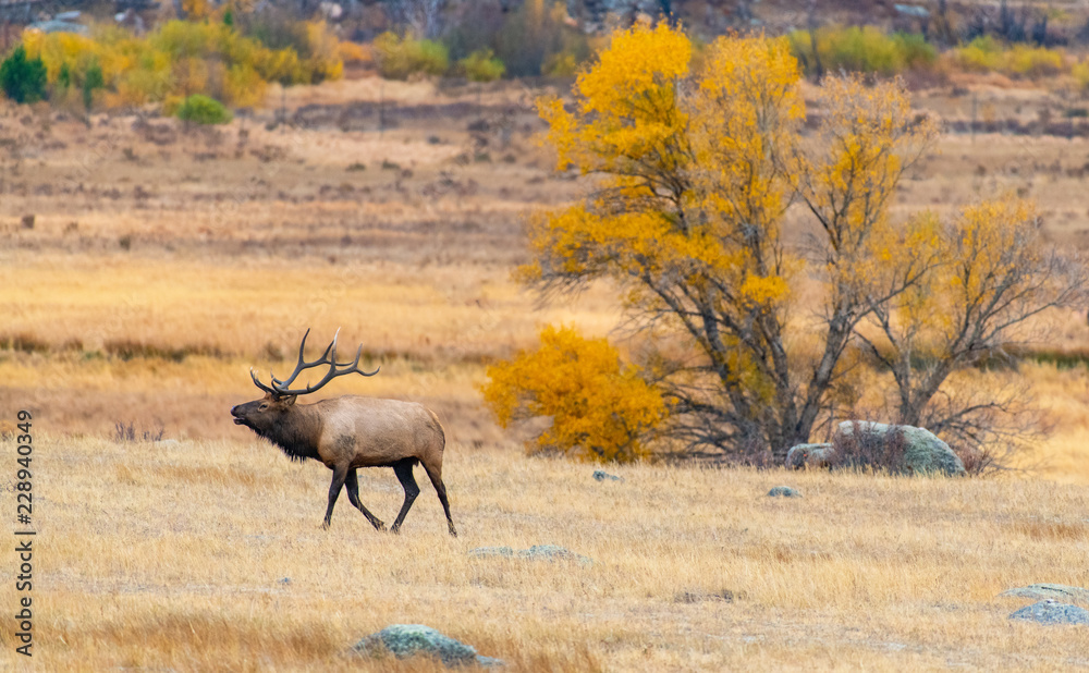 Naklejka premium An Elk in a Meadow During Autumn