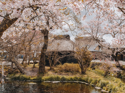 the sakura full bloom festival in Oshino hakkai, Yamanashi Japan.  photo