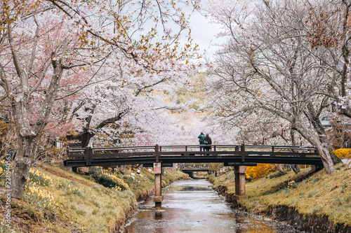 the sakura full bloom festival in Oshino hakkai, Yamanashi Japan.  photo