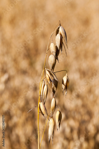 oat mature dry yellow