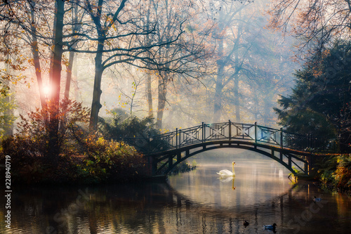 Fototapeta Naklejka Na Ścianę i Meble -  Scenic view of misty autumn landscape with beautiful old bridge with swan on pond in the garden with red maple foliage.