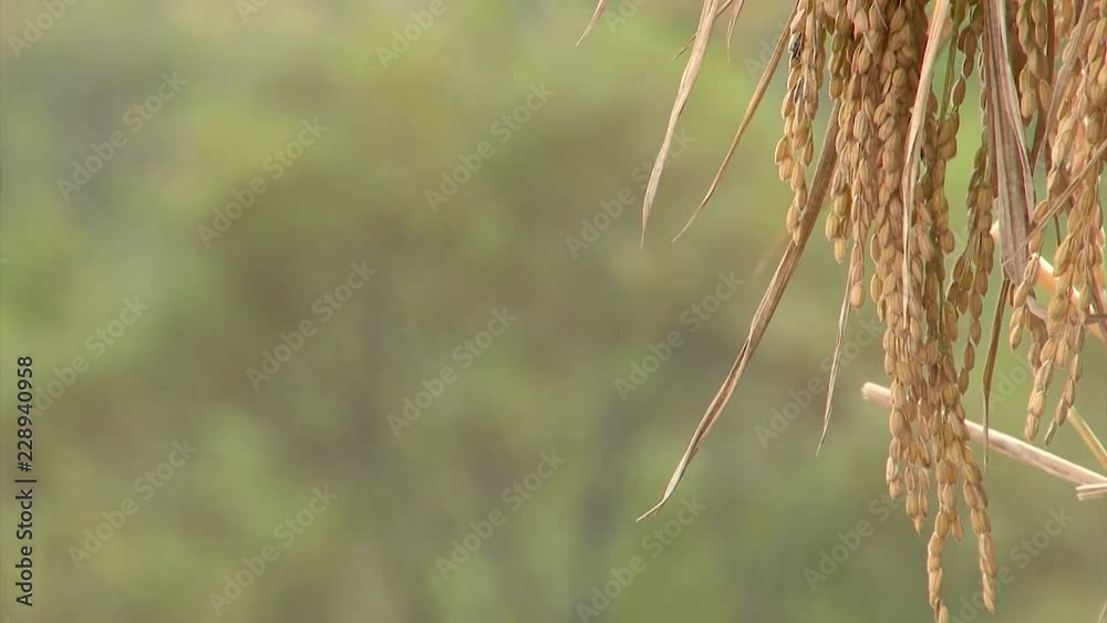 Autumn landscape in Japan