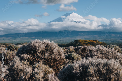 the lavender flower tree and grass with fuji mountain at Oishi Park, Kawaguchiko, yamanachi, japan photo