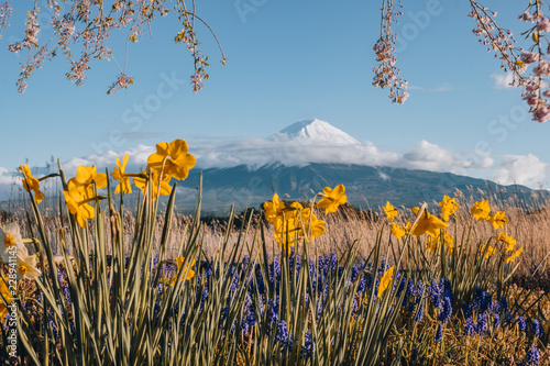 the flower and grass with fuji mountain at Oishi Park, Kawaguchiko, yamanachi, japan photo