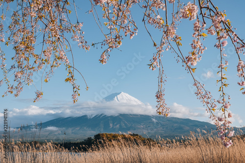 the flower and grass with fuji mountain at Oishi Park, Kawaguchiko, yamanachi, japan photo