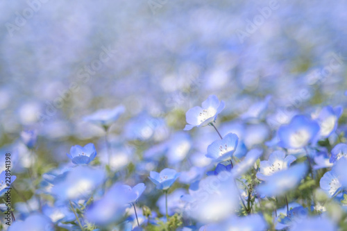 Closeup of the Nemophila Flowers or Baby Blue Eye Flowers at the Hitachi Seaside Park in Ibaraki, Japan. 