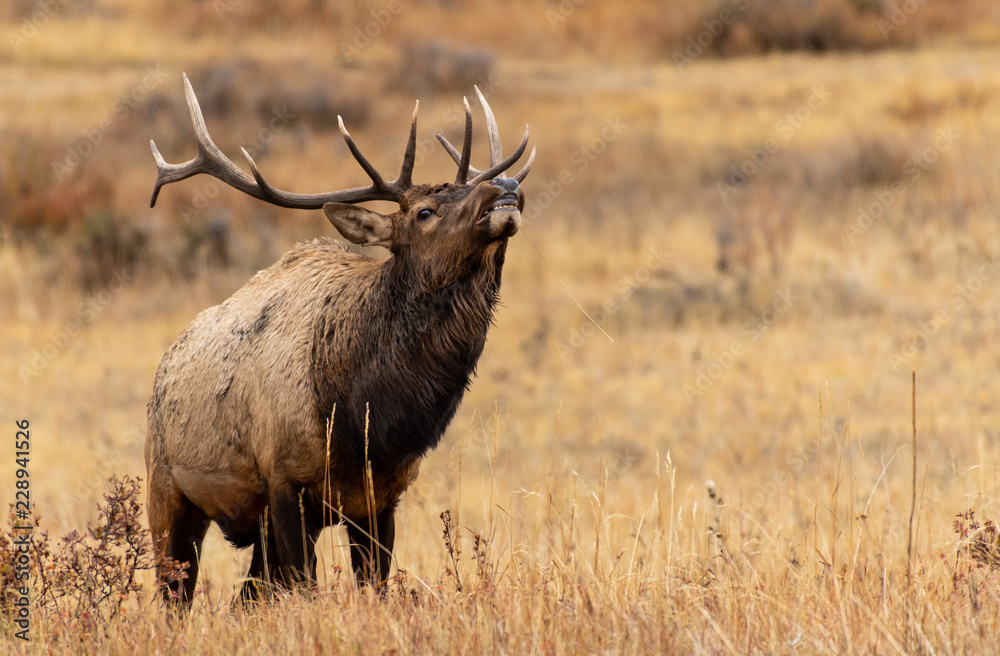 A Large Bull Elk Smiling for His Photo A Large Bull Elk Smiling for His Photo