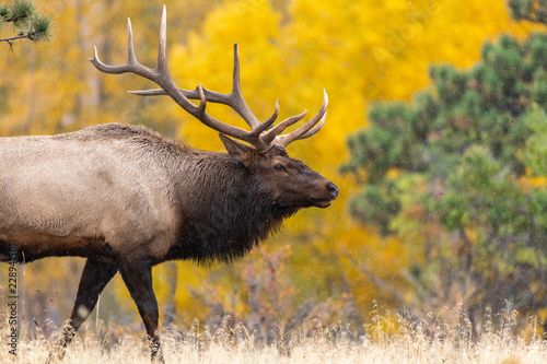 A Large Bull Elk with Beautiful Fall Colors in the Background photo