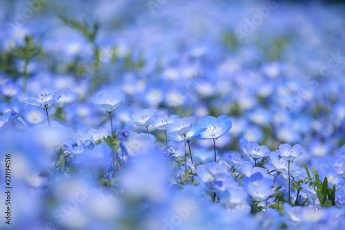 Closeup of the Nemophila Flowers or Baby Blue Eye Flowers at the Hitachi Seaside Park in Ibaraki, Japan. 