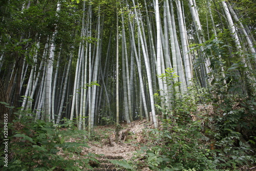 trees in the japanese forest