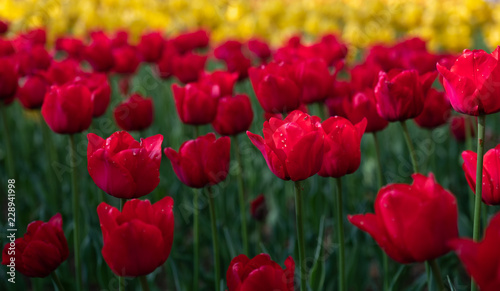 Pattern of Red Tulips in the flower field at Hitachi Seaside Park  Ibaraki  Japan