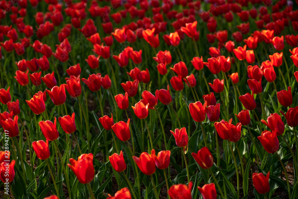 Pattern of Red Tulips in the flower field at Hitachi Seaside Park, Ibaraki, Japan