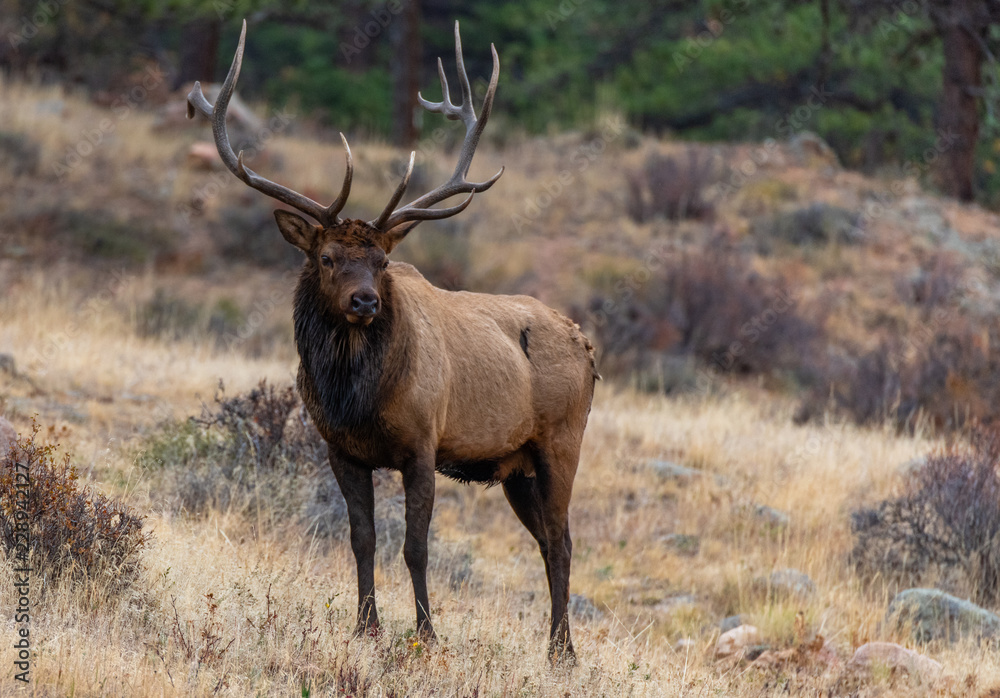 A Large Bull Elk Roaming Its Territory During the Fall Rut A Large Bull Elk Roaming Its Territory During the Fall Rut