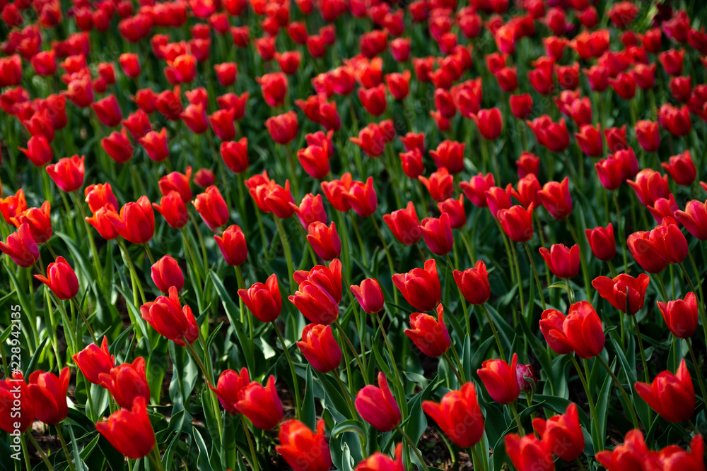 Pattern of Red Tulips in the flower field at Hitachi Seaside Park, Ibaraki, Japan