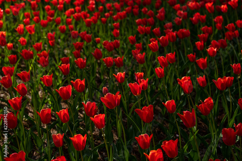 Pattern of Red Tulips in the flower field at Hitachi Seaside Park  Ibaraki  Japan