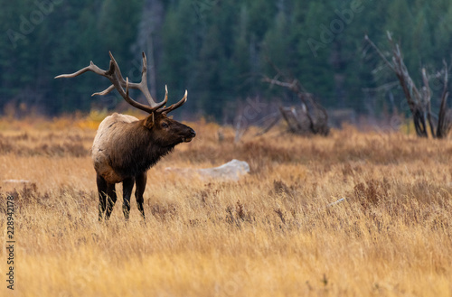 A Large Bull Elk Roaming Its Territory During the Fall Rut