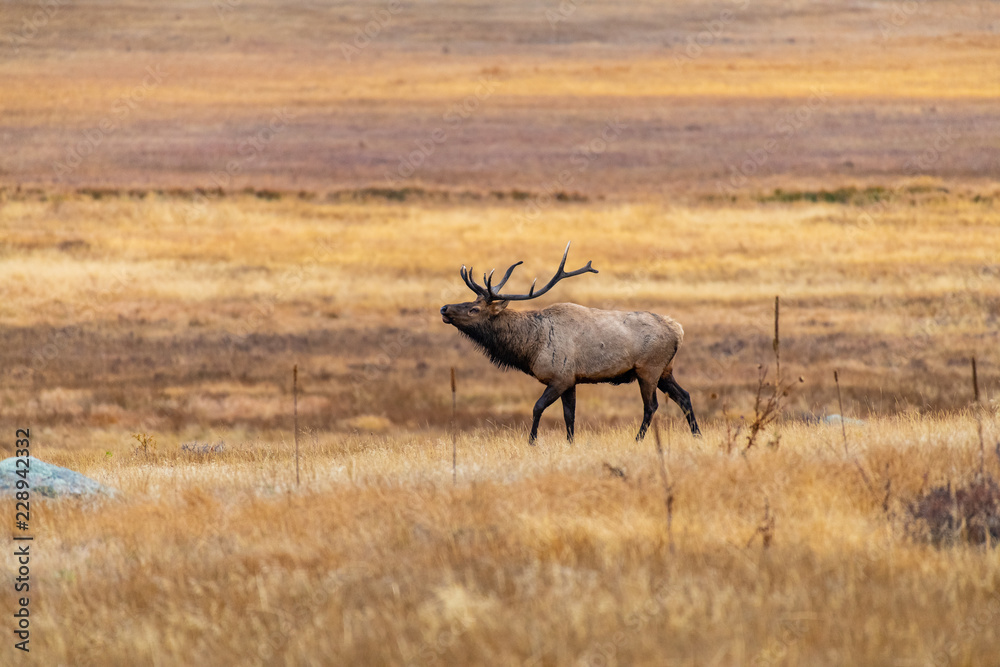 A Large Bull Elk Roaming Its Territory During the Fall Rut A Large Bull Elk Roaming Its Territory During the Fall Rut