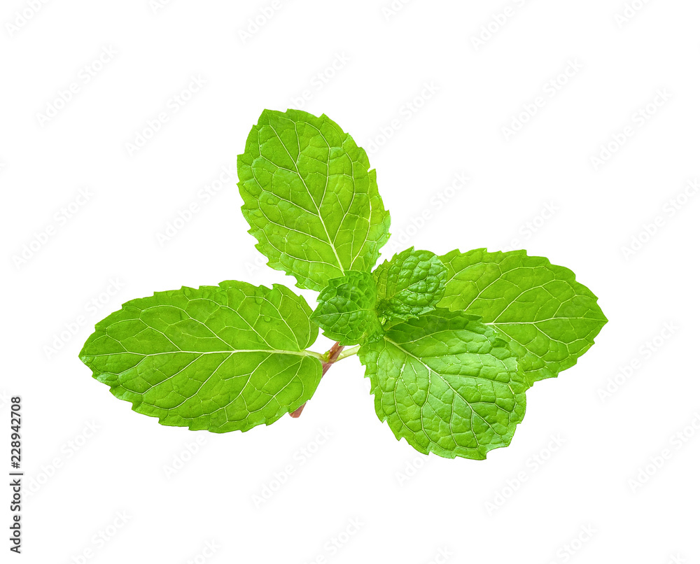 Mint isolated on white with clipping path