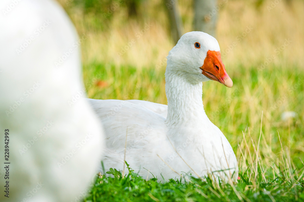 Geese relaxing in green grass in the spring Geese relaxing in green grass in the spring