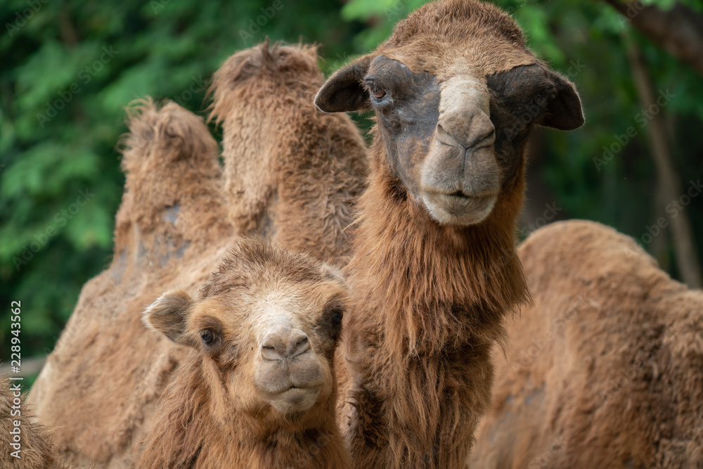 young domestic bactrian Camel