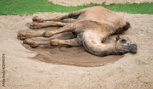 dromedary camel lying on sand