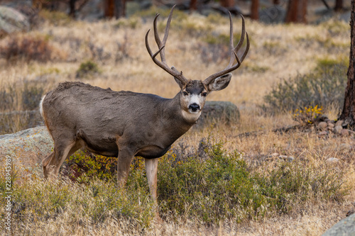 A Large Mule Deer Buck Searching for Food in the Mountains