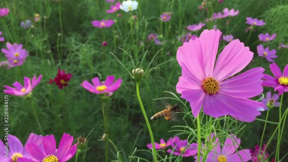 Bee sucking pollen from cocmos flowers,cosmos garden Bee sucking pollen from cocmos flowers,cosmos garden