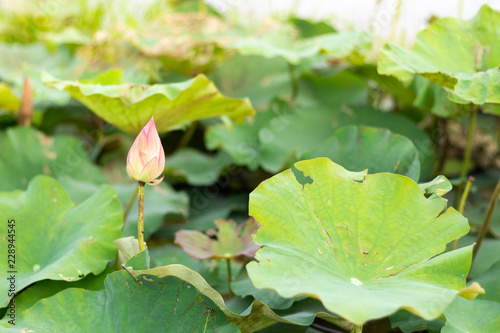 Lotus buds surrounded by lotus leaves.
