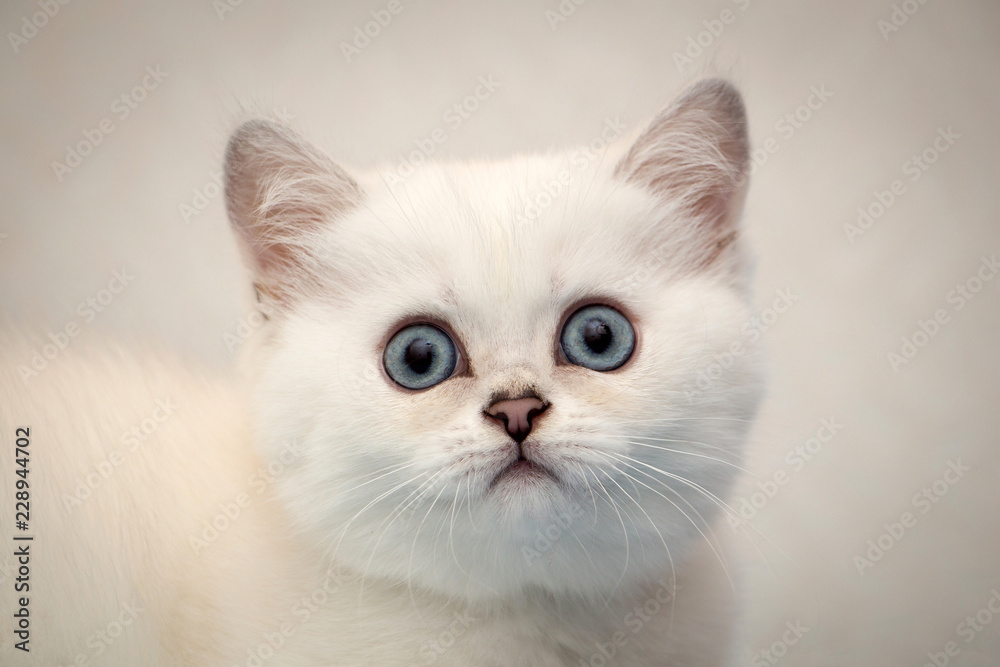 Close-up portrait of a white British kitten black silver shaded pointed with blue eyes looking at the camera