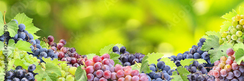 Grapes from your favorite garden