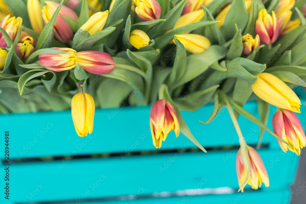 Close up of turquoise wooden box with yellow tulips on blue background