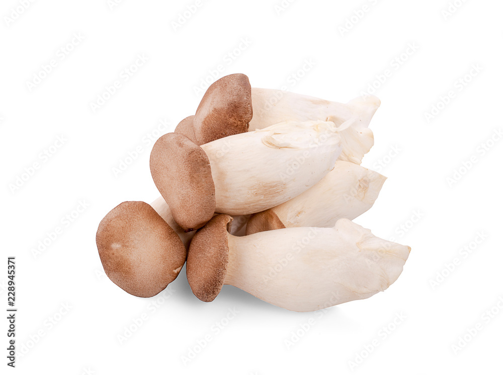 Fototapeta premium King oyster mushroom Pleurotus eryngii on white background