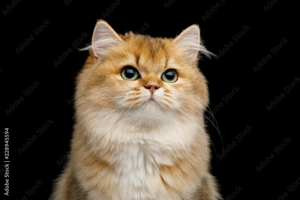 Portrait of British Cat Red color with Green eyes dreamily looks up on Isolated Black Background