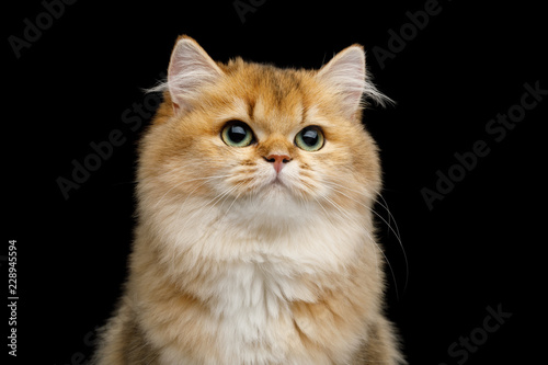 Fototapeta Naklejka Na Ścianę i Meble -  Portrait of British Cat Red color with Green eyes dreamily looks up on Isolated Black Background