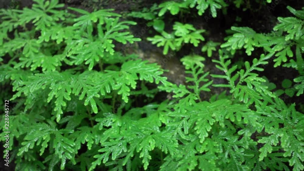 Ferns and moss on rocks in the rainforest. Dolly shot Ferns and moss on rocks in the rainforest. Dolly shot