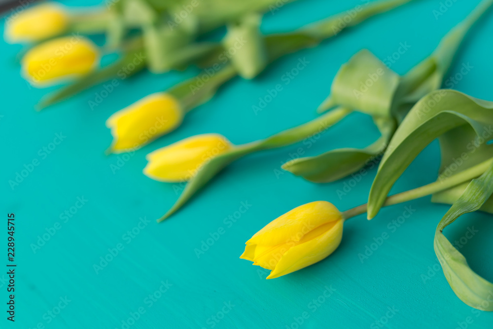 Nature, holidays and decoration concept - Yellow tulips lying on blue background