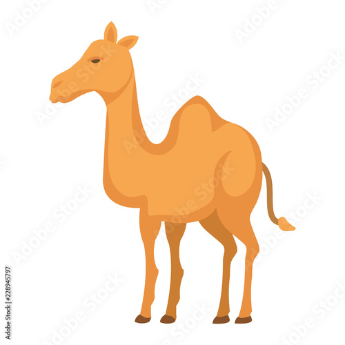 cute camel desert animal
