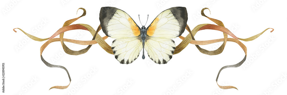 Nature design vignette with butterfly and plants Nature design vignette with butterfly and plants