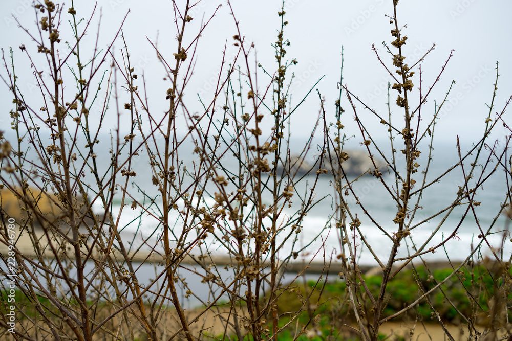 Obraz premium The view in Lands End, San Francisco. summer , cloud , rock , plant, sea